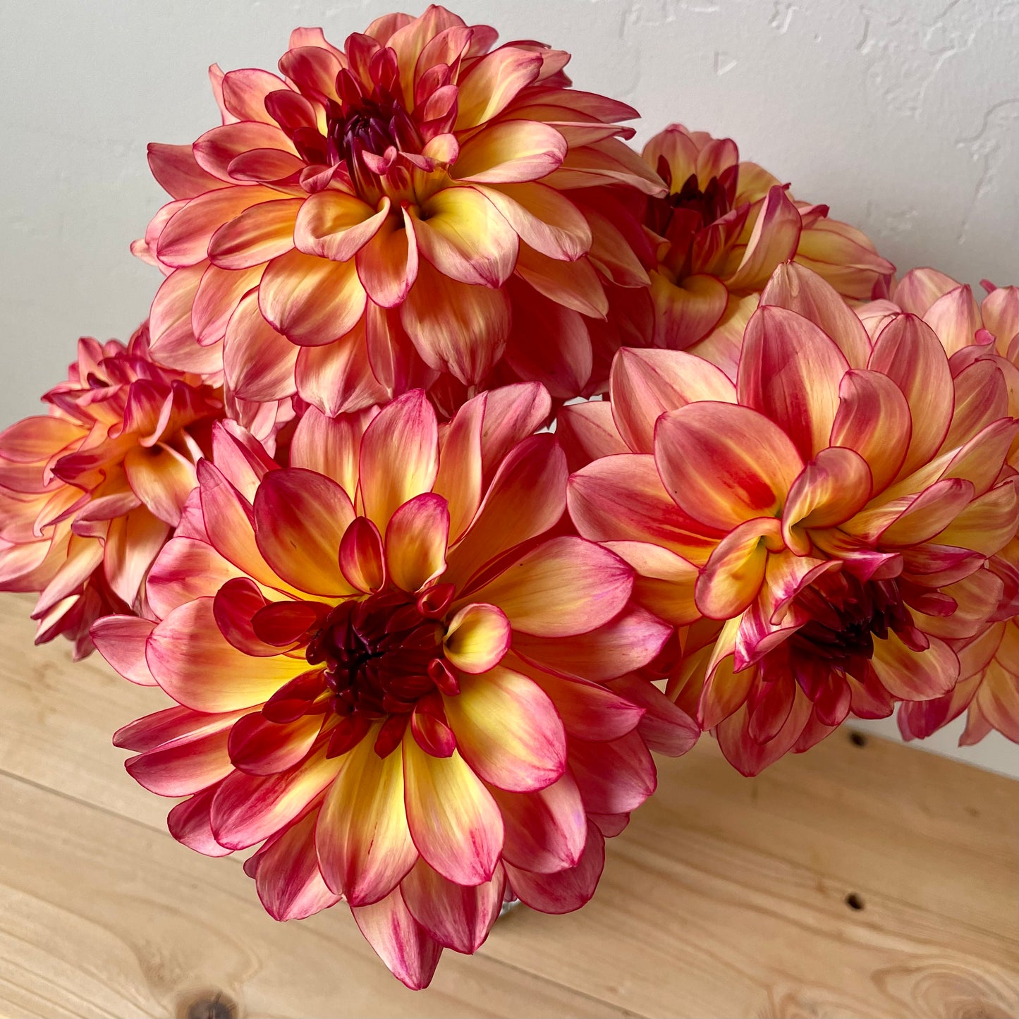 Dahlia Tuber: Mai Tai