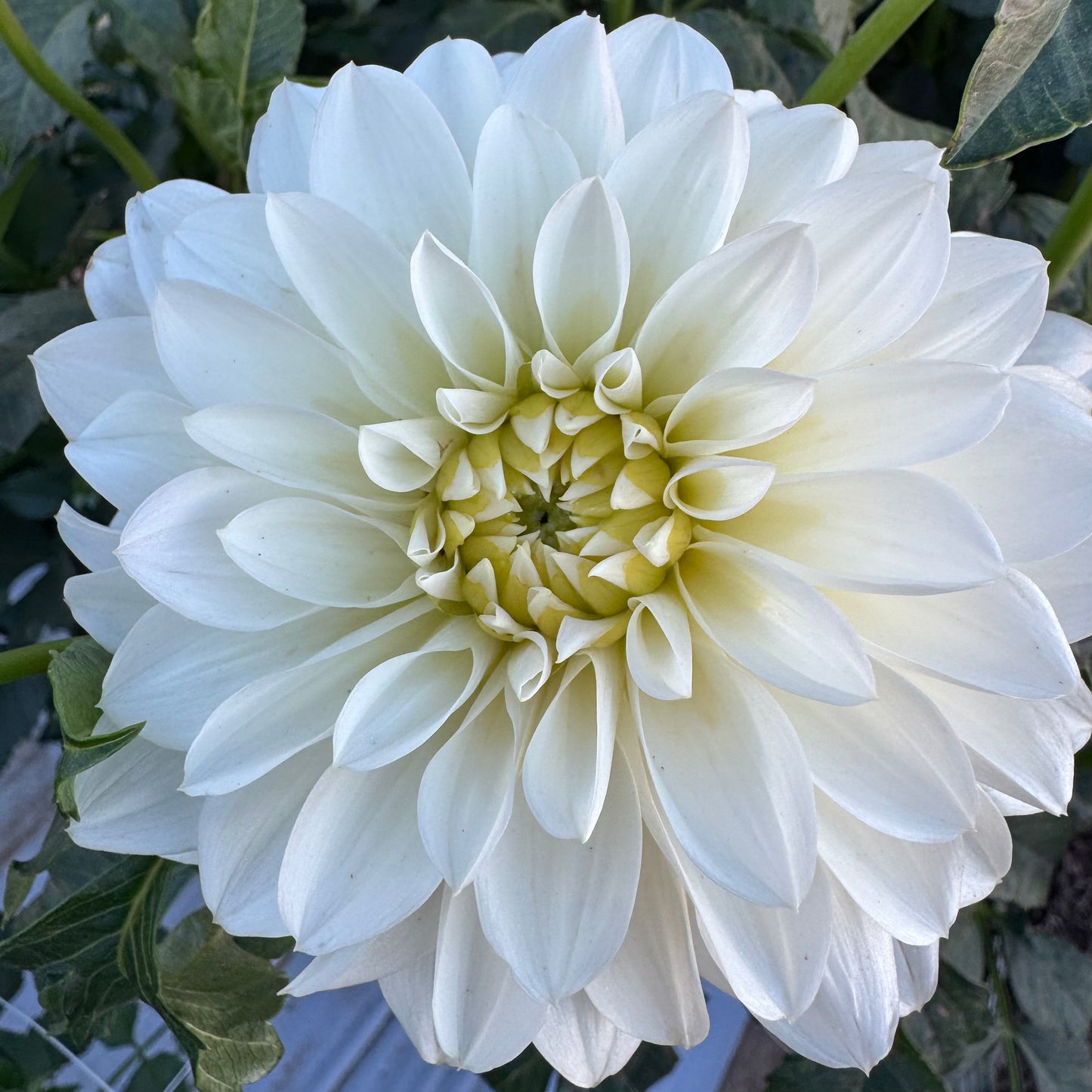 Dahlia Tuber: KA’s® Snow Jo
