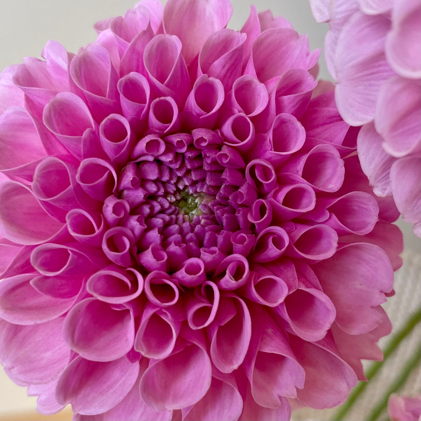 Dahlia Tuber: Stolz Von Berlin