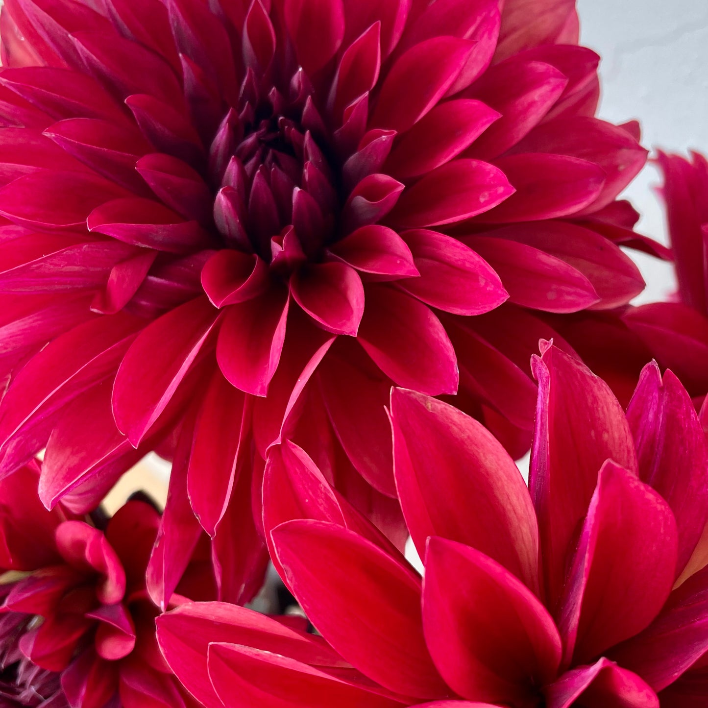 Dahlia Tuber: Danique