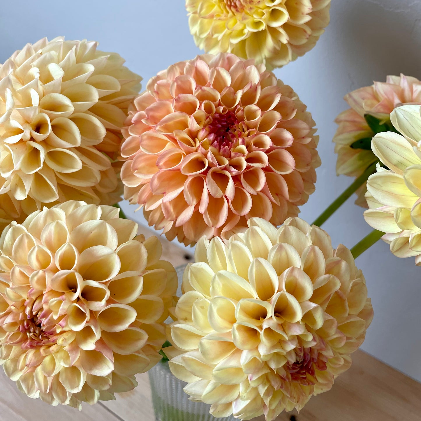 Dahlia Tuber: Suncrest