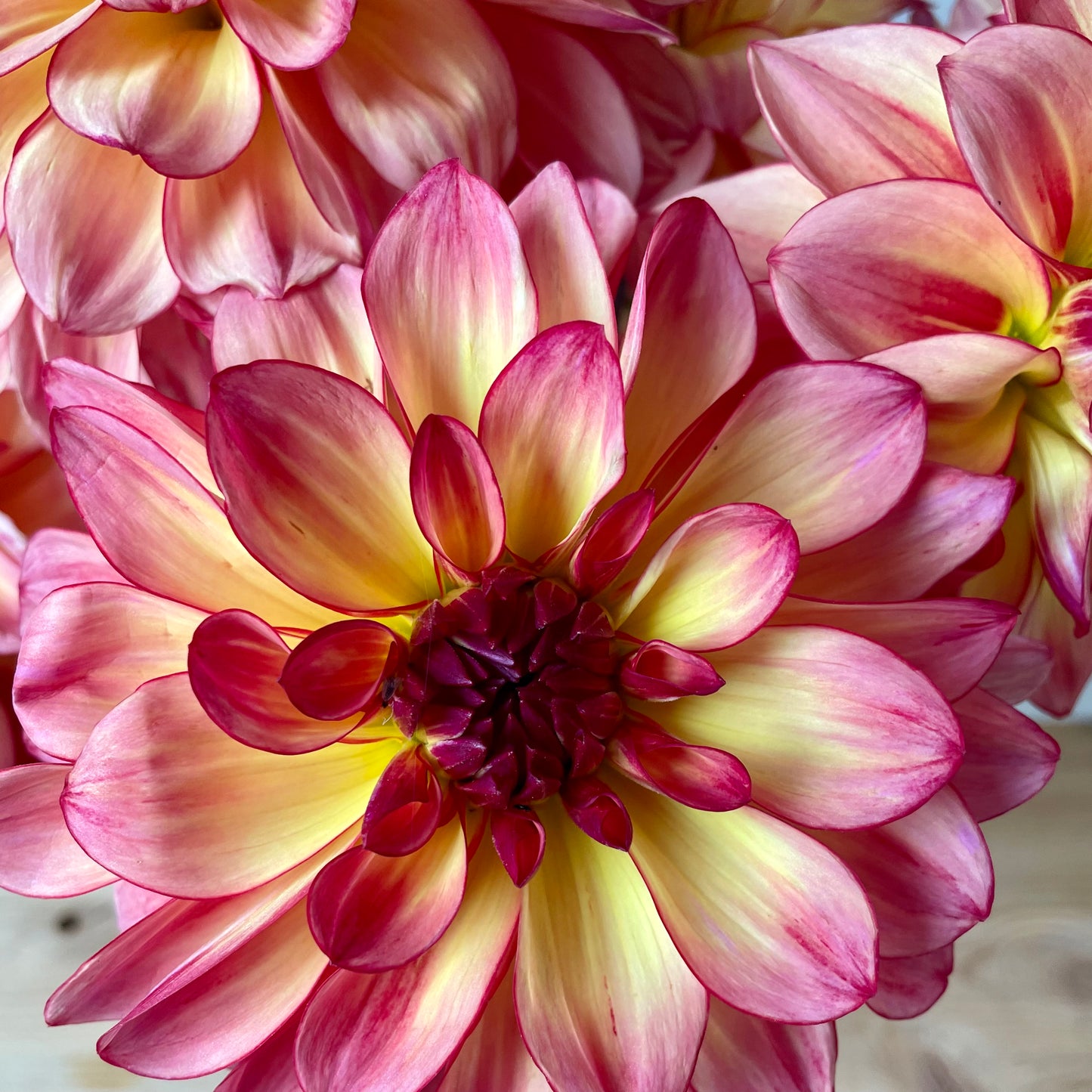 Dahlia Tuber: Mai Tai