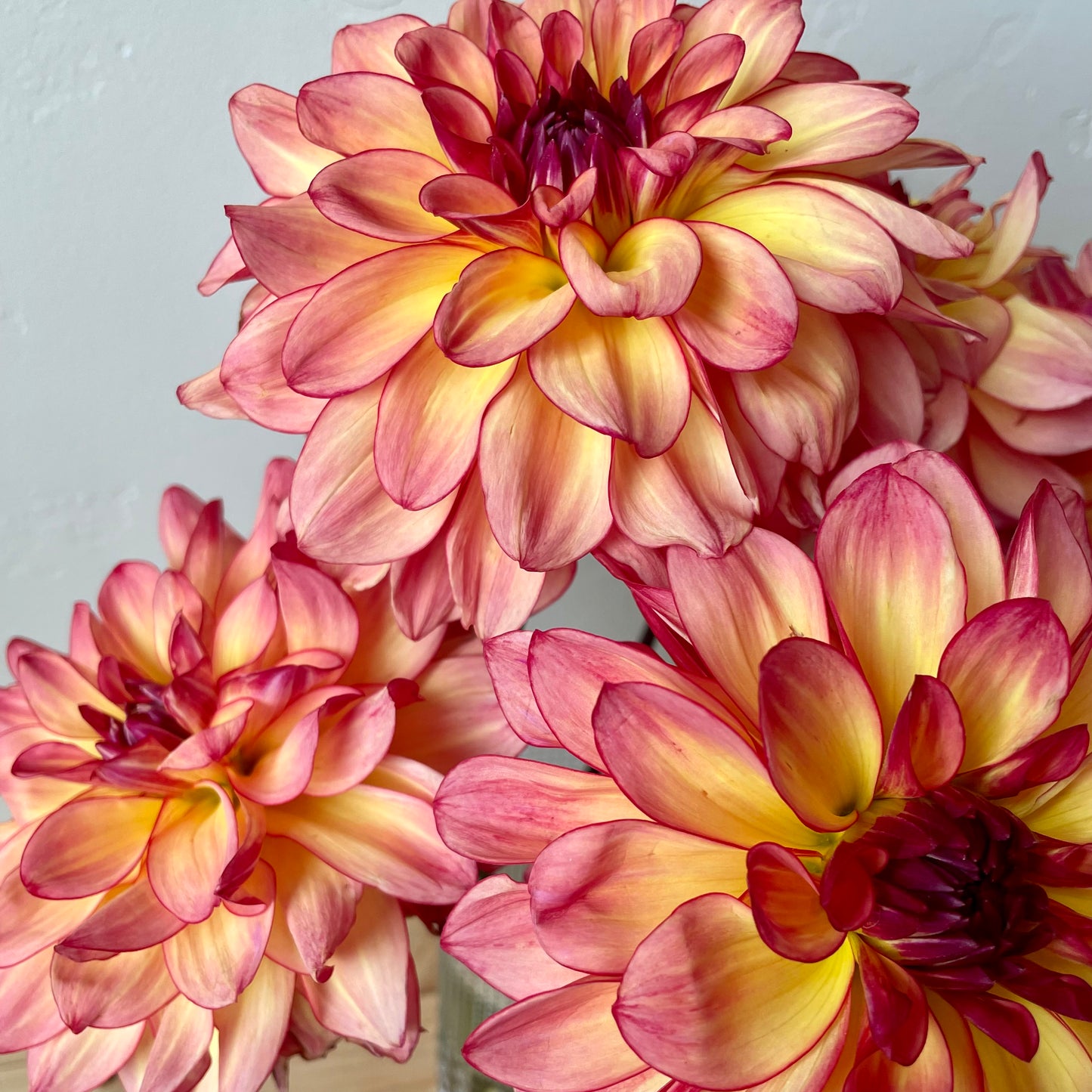Dahlia Tuber: Mai Tai