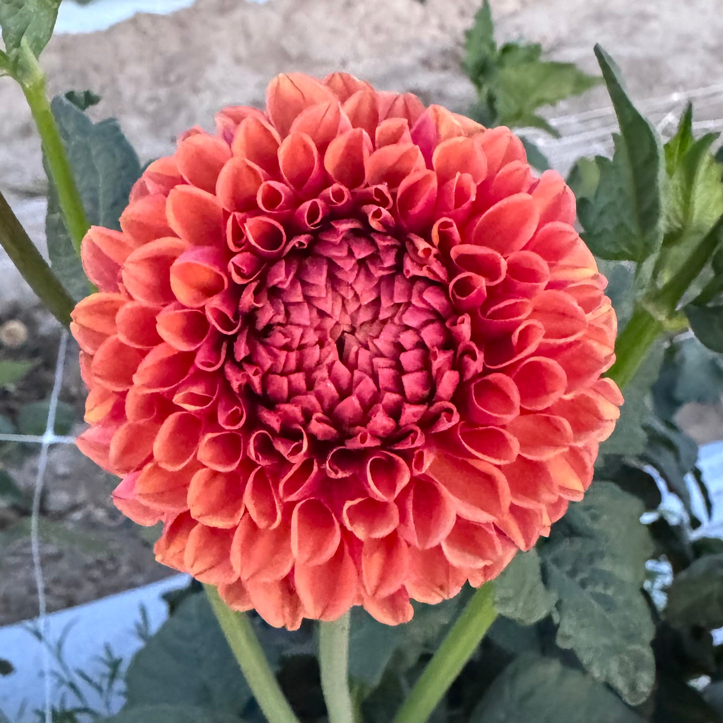 Dahlia Tuber: Hy Suntan