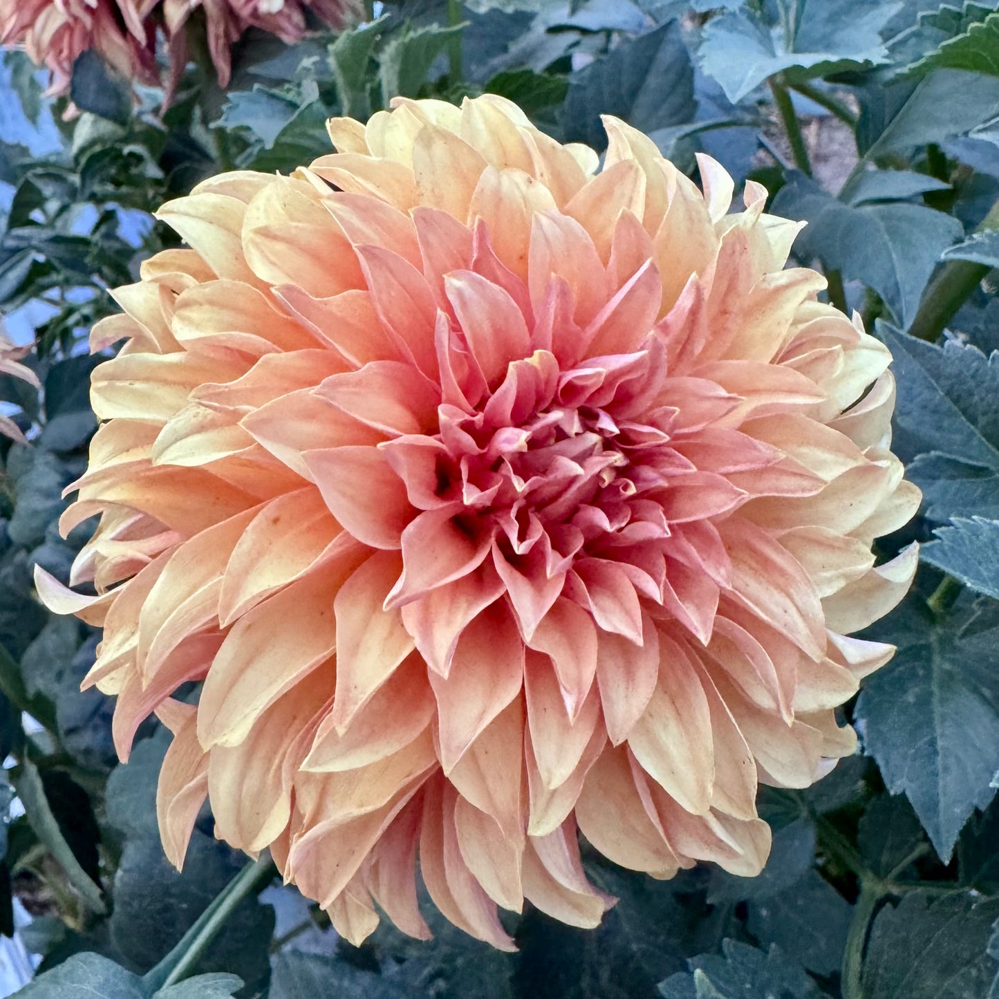 Dahlia Tuber: River's Can't Elope