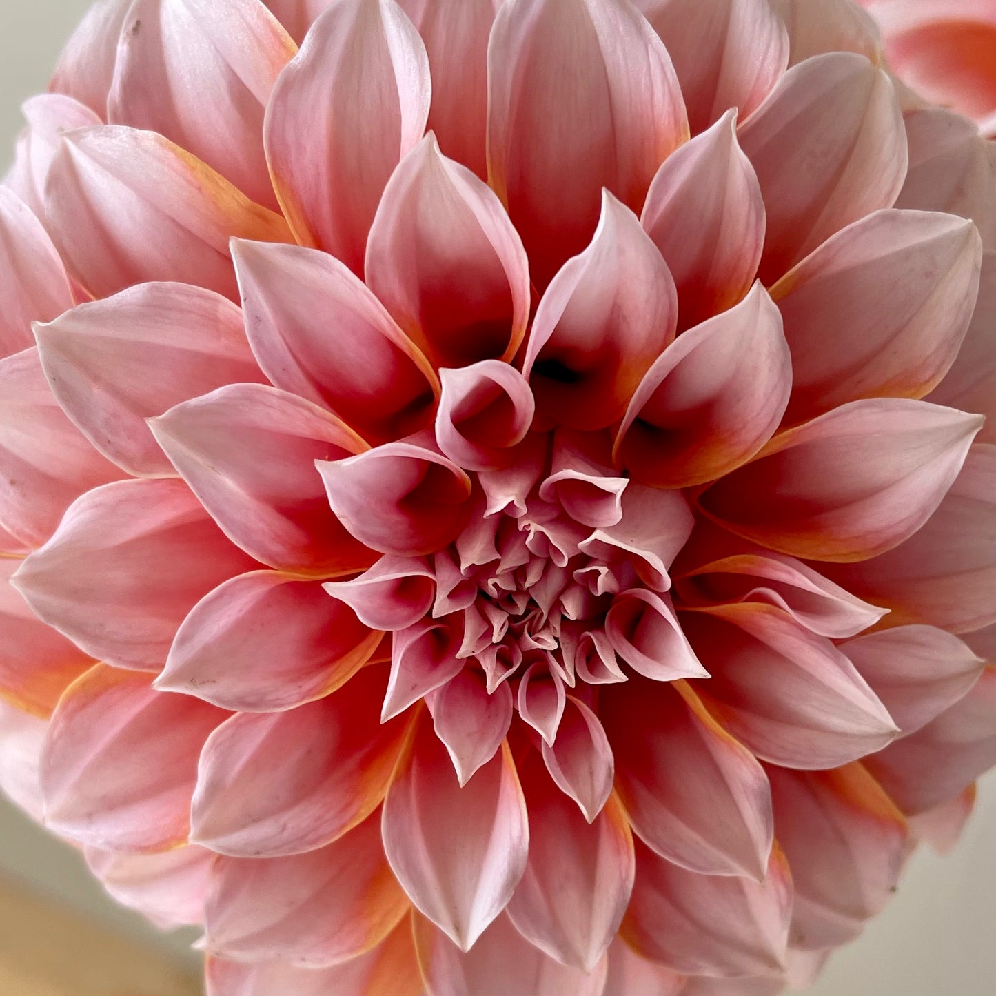 Dahlia Tuber: Peaches ‘n Cream
