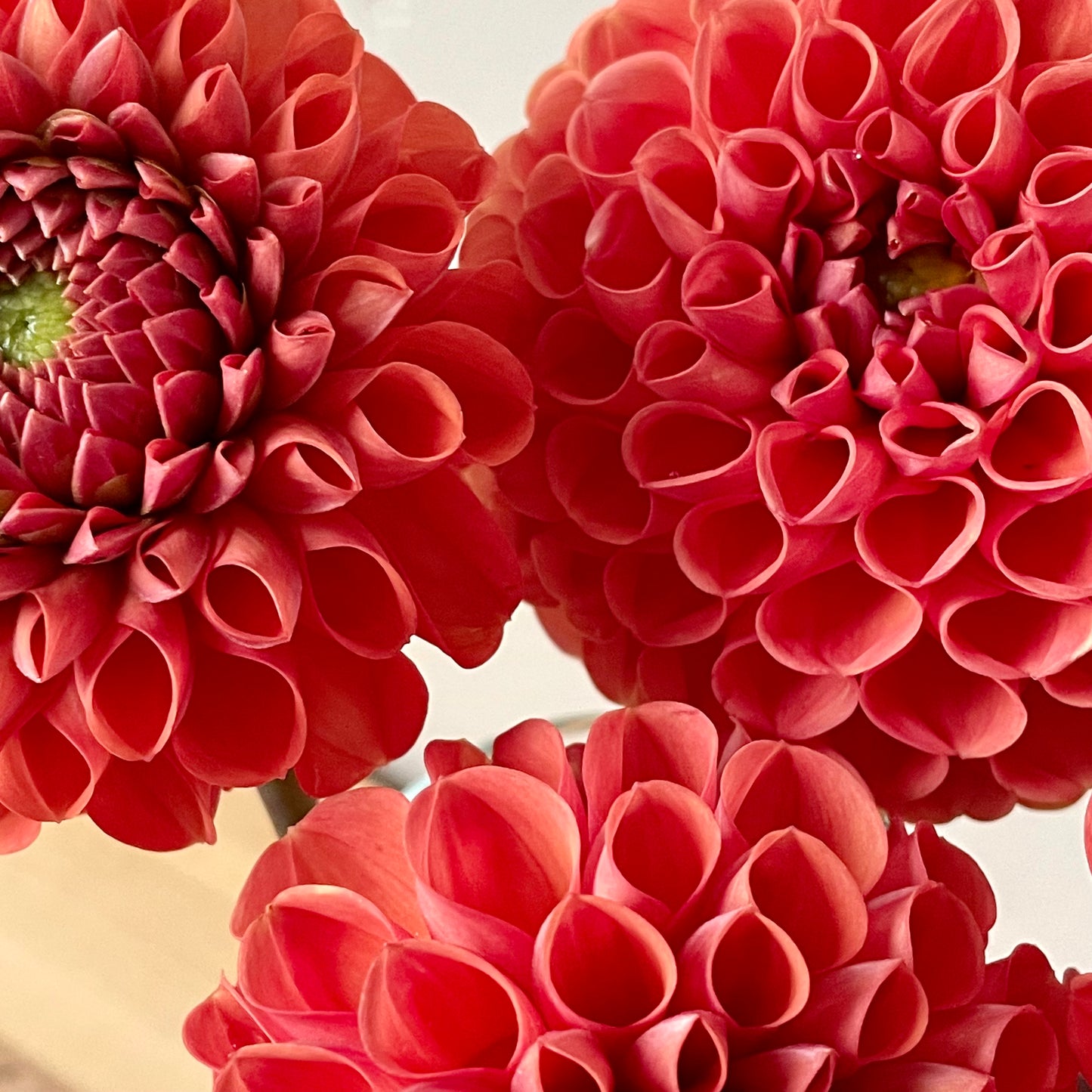 Dahlia Tuber: Cornel Bronze