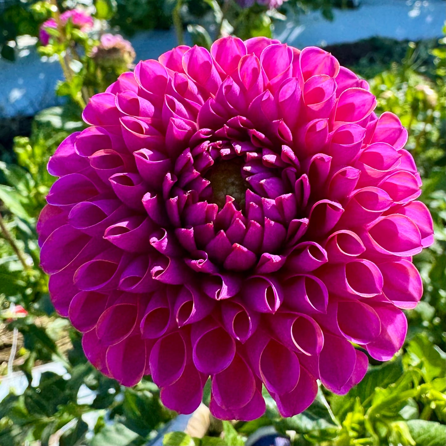 Dahlia Tuber: Pink Ivanetti