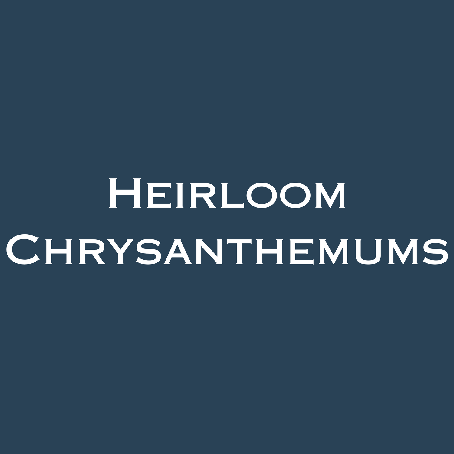 Heirloom Chrysanthemums