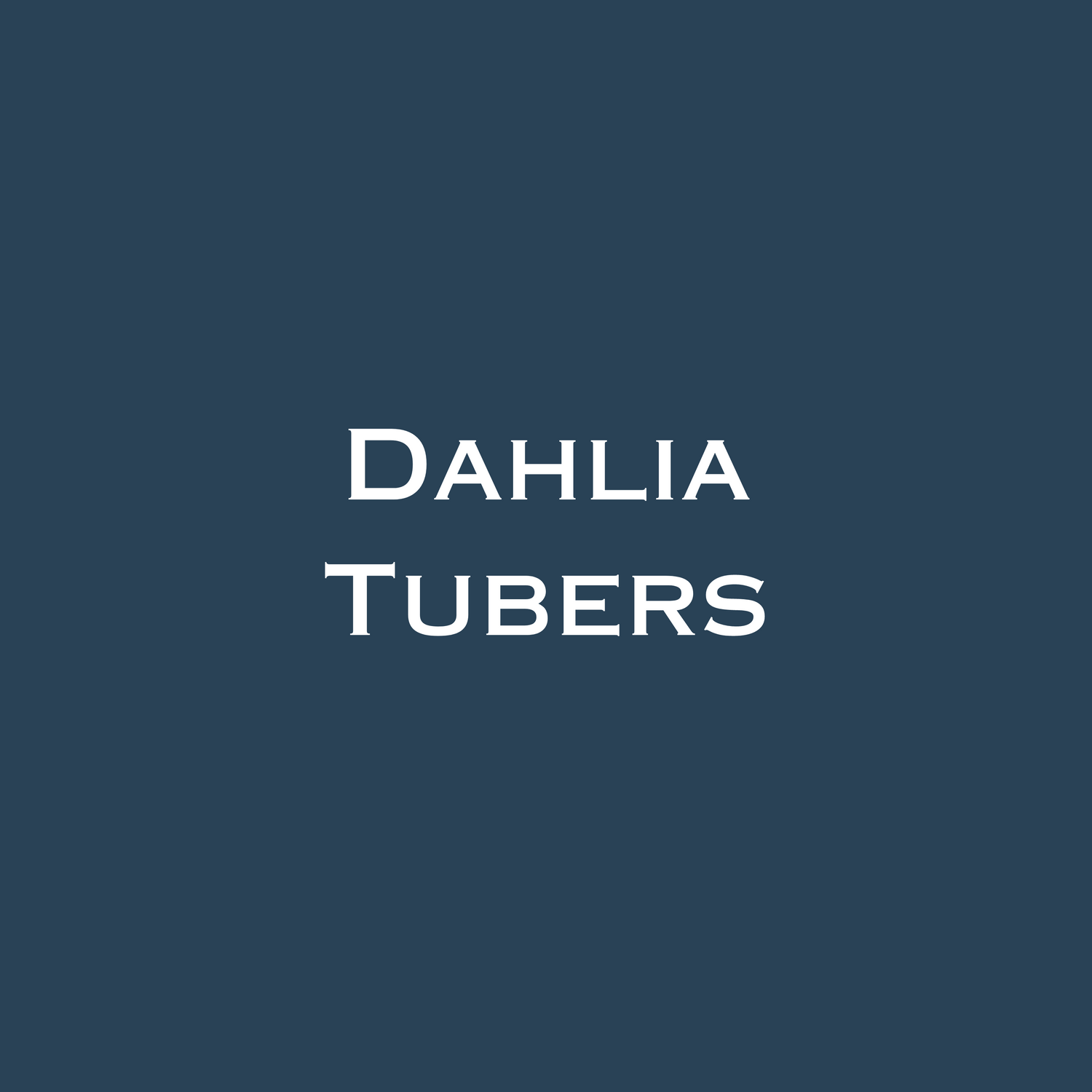 Dahlia Tubers