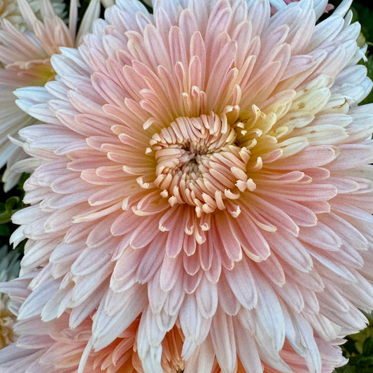 Chrysanthemum: Chiffon