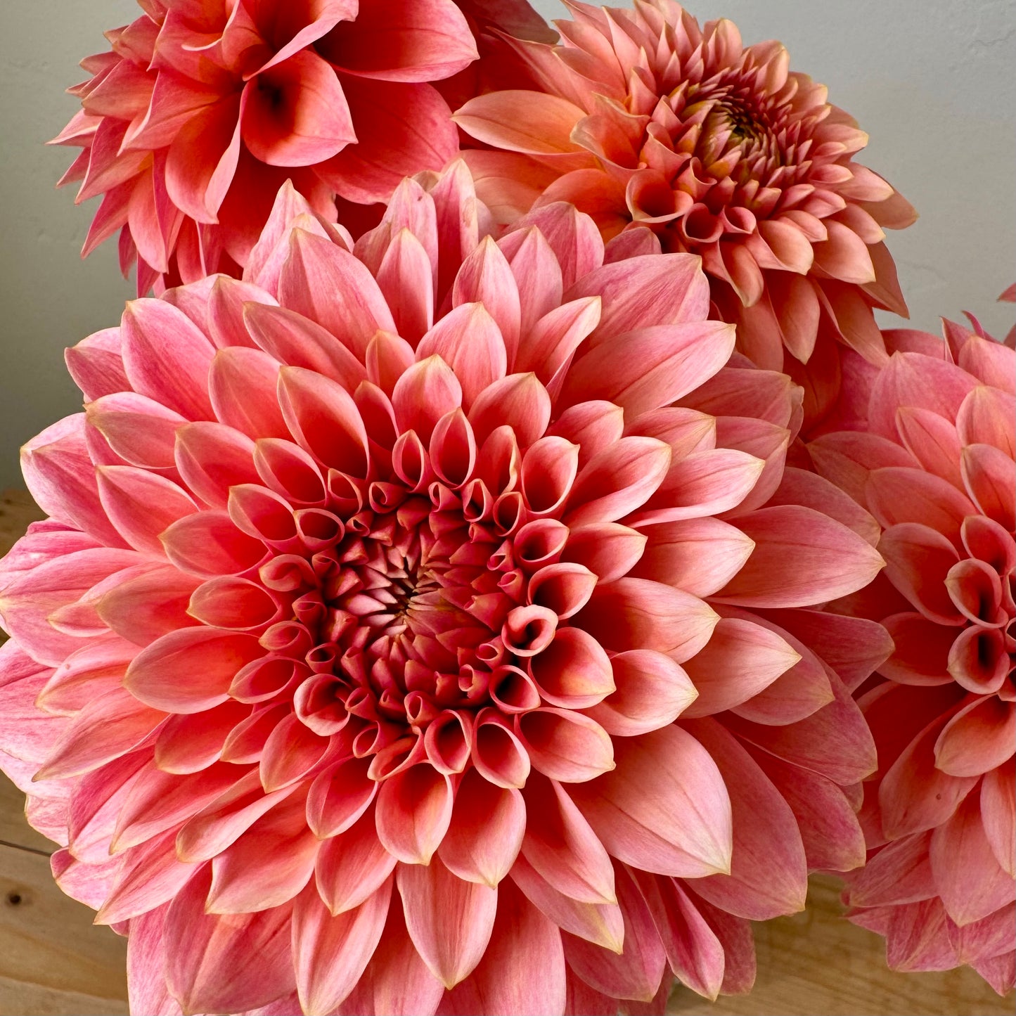 Dahlia Tuber: KA’s™ Guava (Limit 1 per customer)