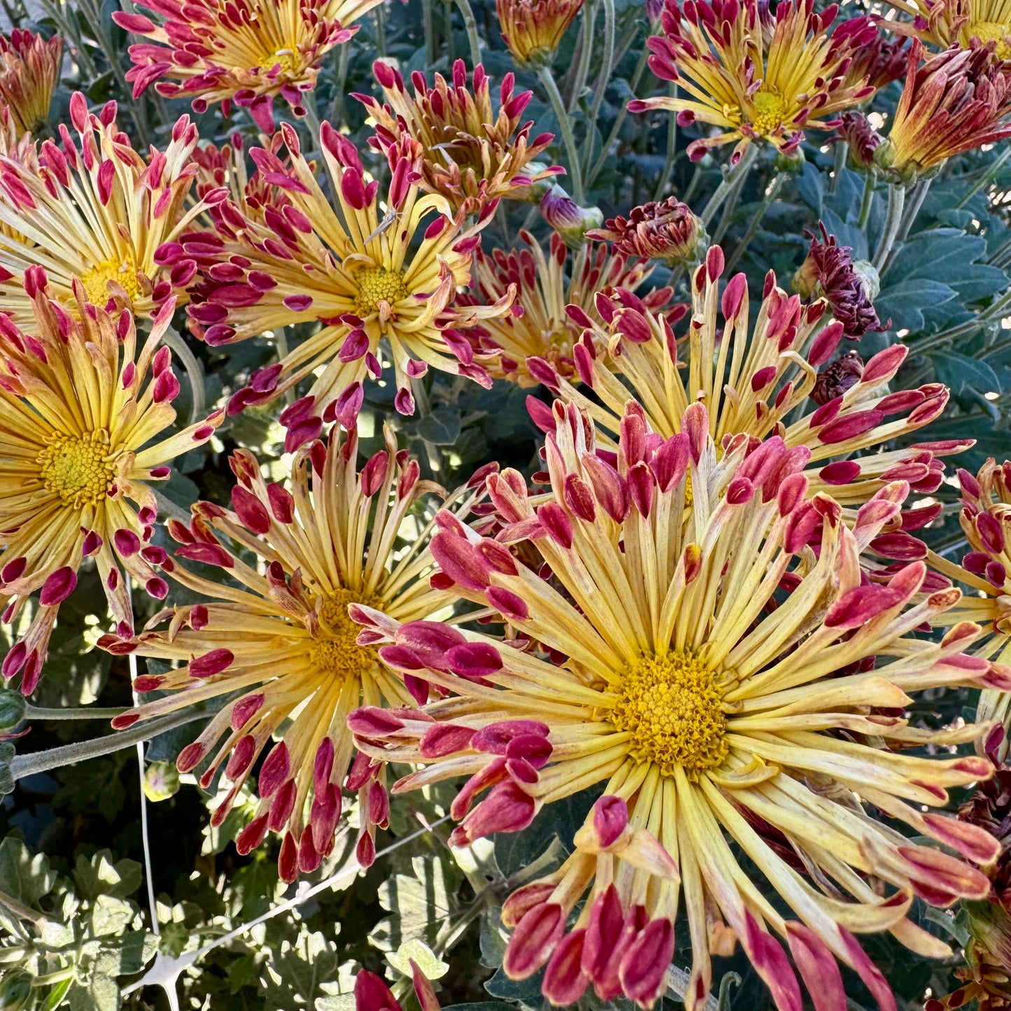 Chrysanthemum: Matchstick