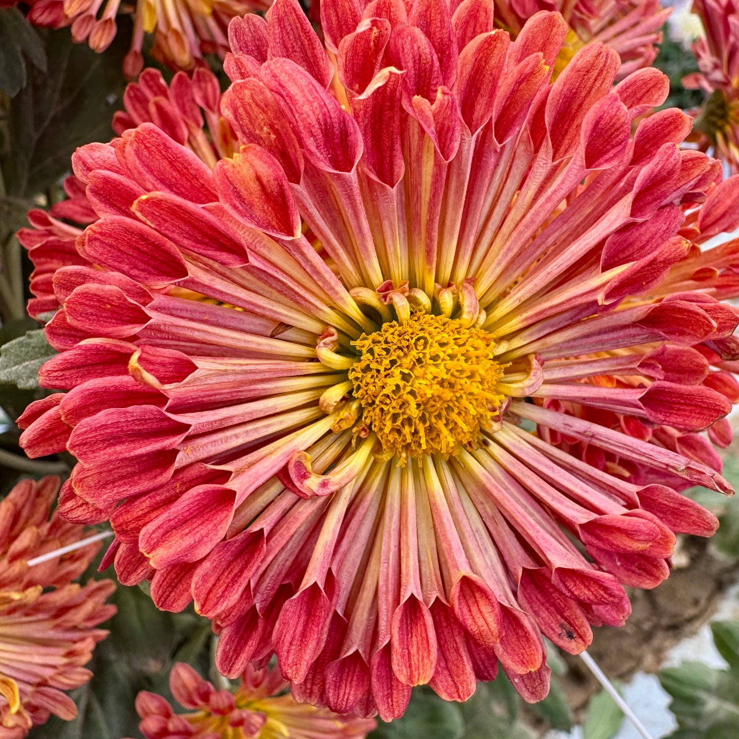 Chrysanthemum: Doliette