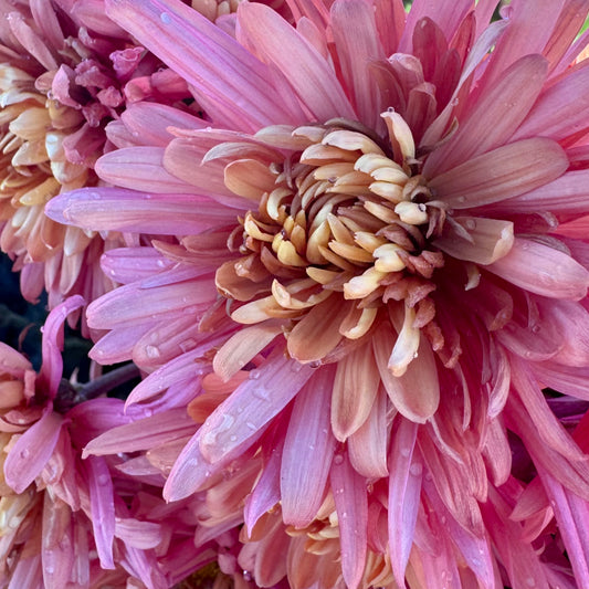Chrysanthemum: Coral Cavalier