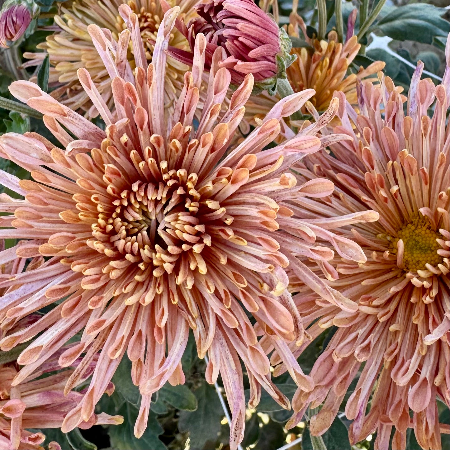 Chrysanthemum: Peach Centerpiece