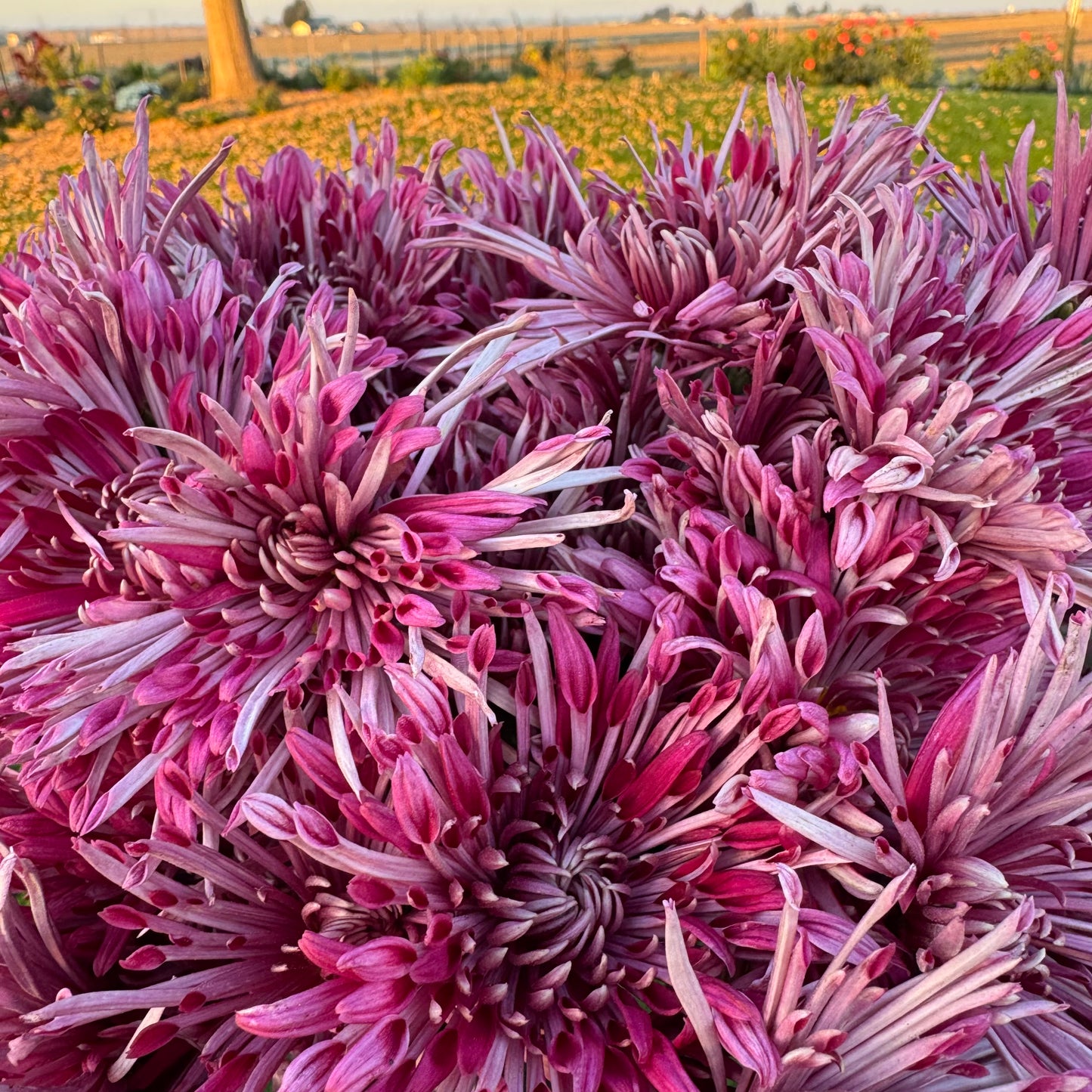 Chrysanthemum: Carousel