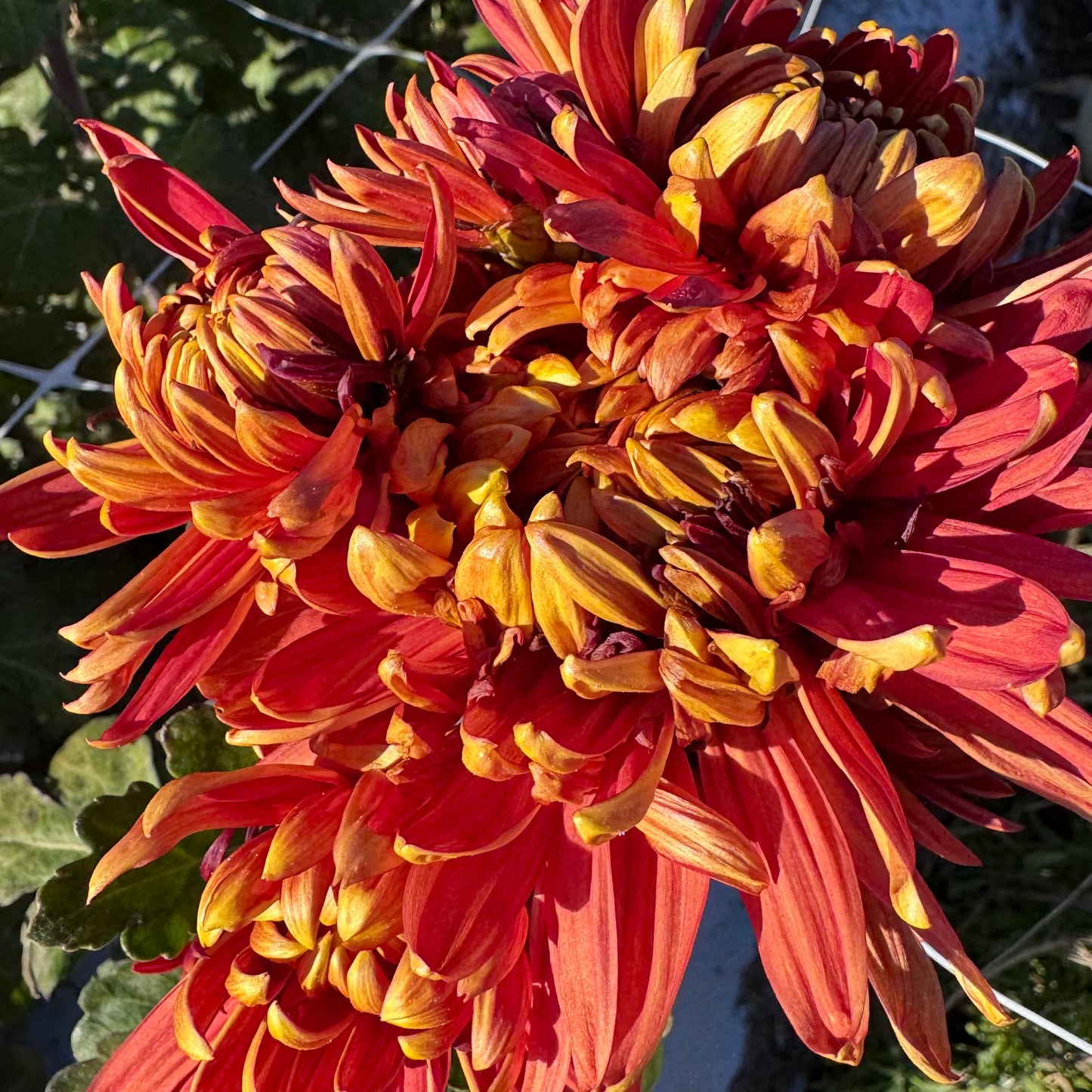 Chrysanthemum: George Couchman