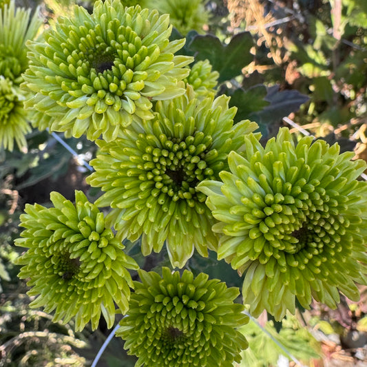 Chrysanthemum: Feeling Green