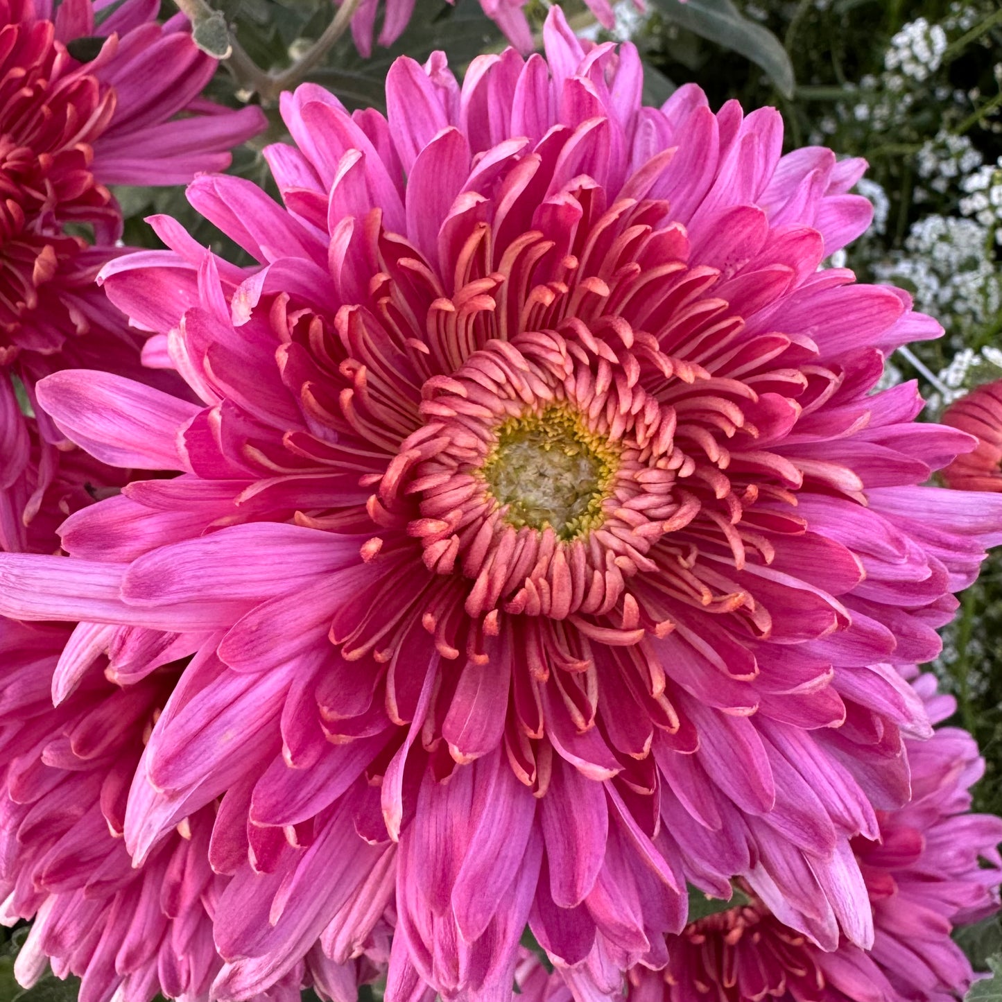 Chrysanthemum: Fall Charm
