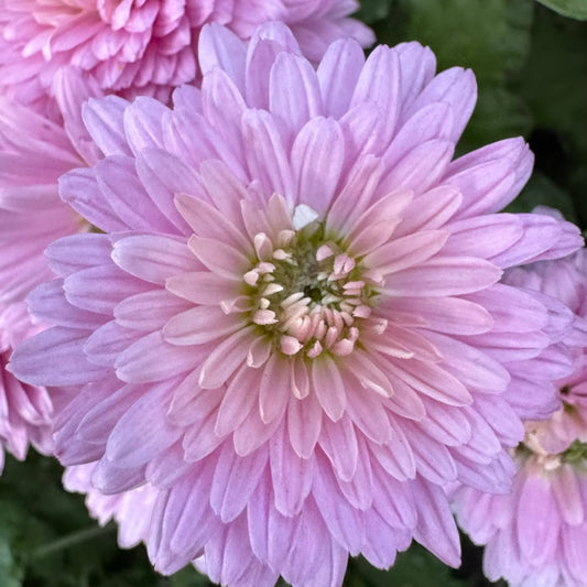 Chrysanthemum: Cameo