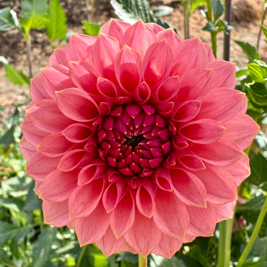 Dahlia Tuber: KA’s™ Keltie Rose (Limit 1 per customer)