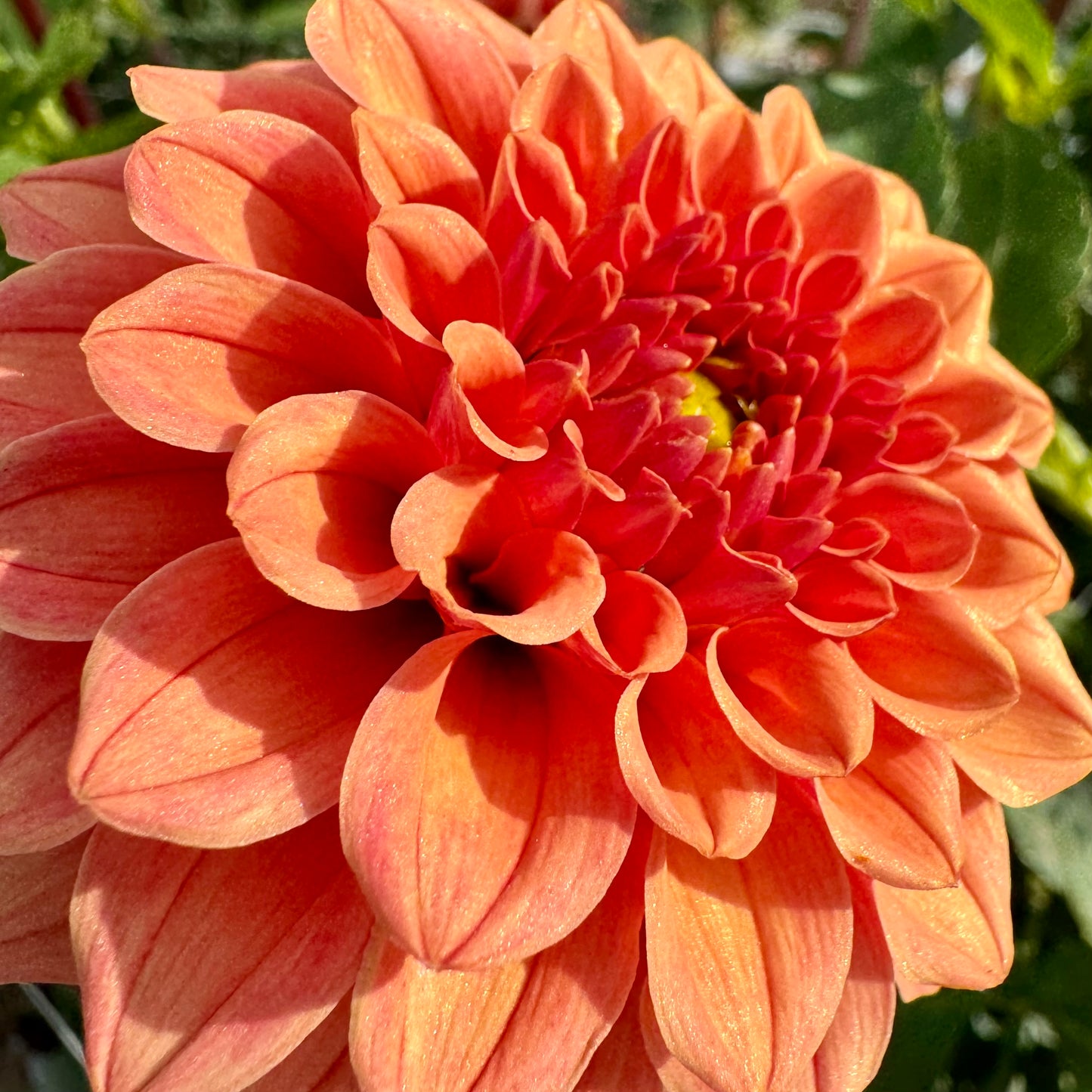 Dahlia Tuber: Rose Toscano
