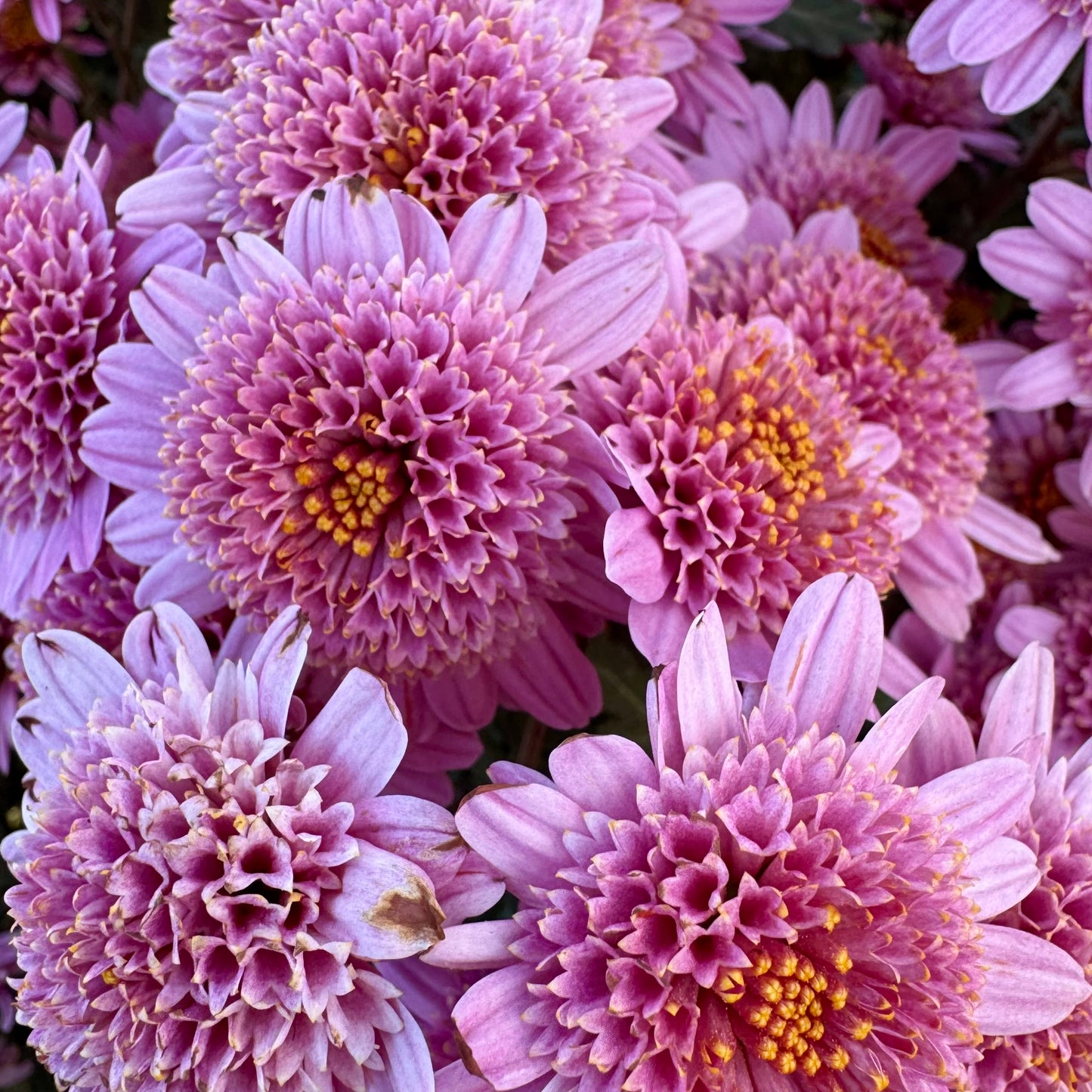 Chrysanthemum: Pink Fleece