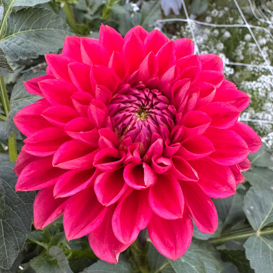 Dahlia Tuber: Robin Hood