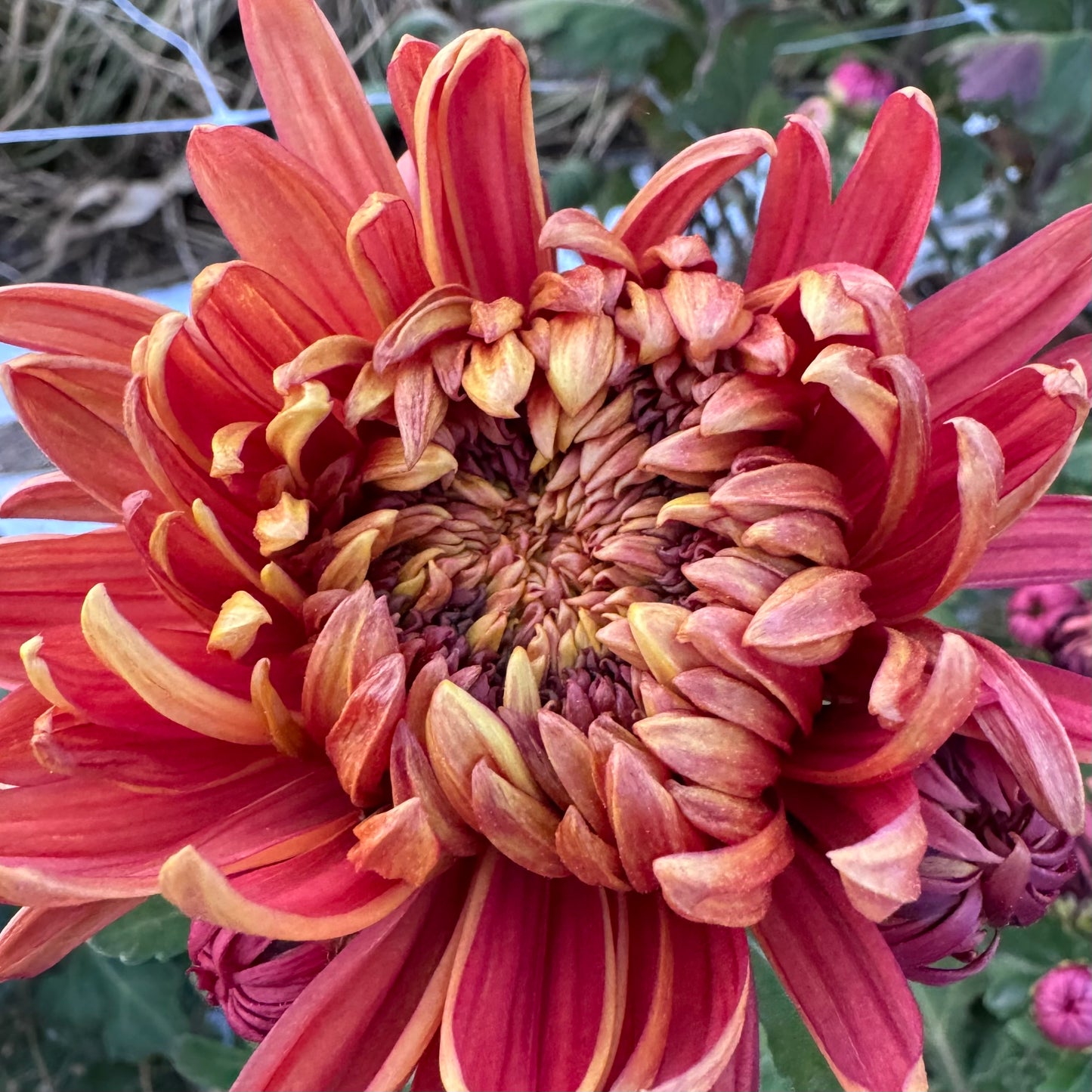 Chrysanthemum: George Couchman