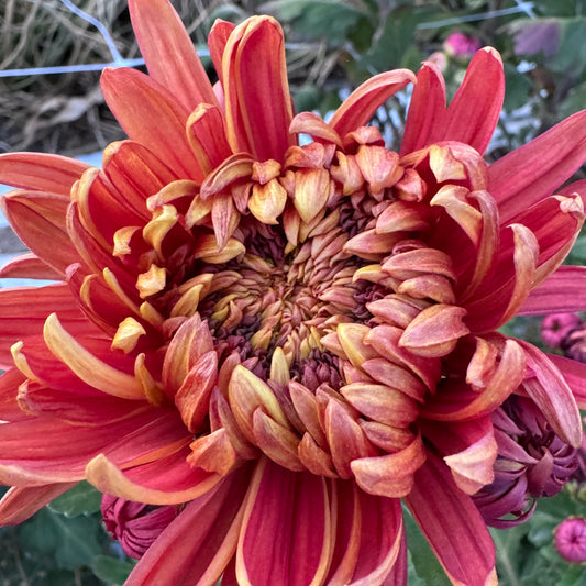 Chrysanthemum: George Couchman