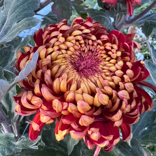 Chrysanthemum: Heather James