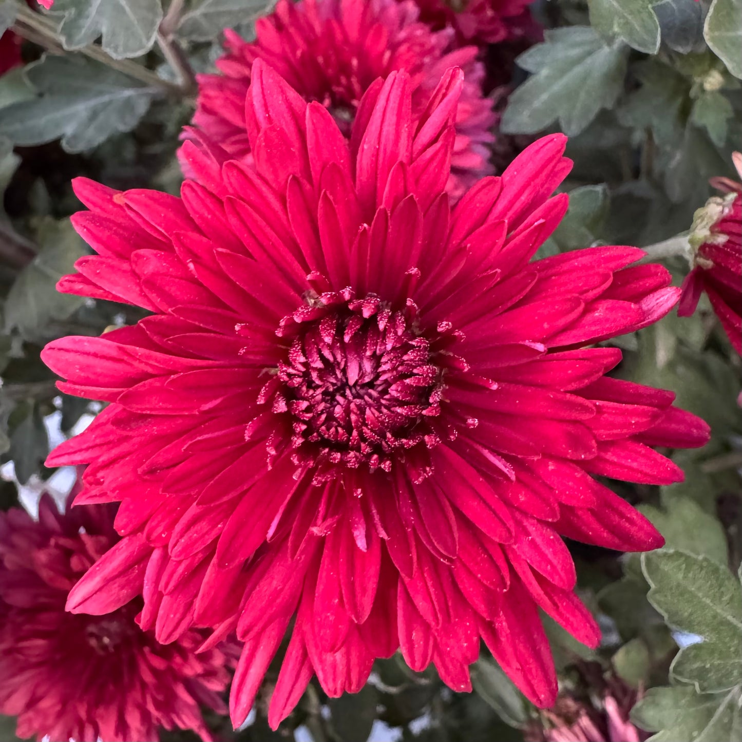 Chrysanthemum: Show Off