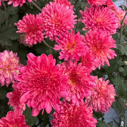 Chrysanthemum: Rose Grenadine