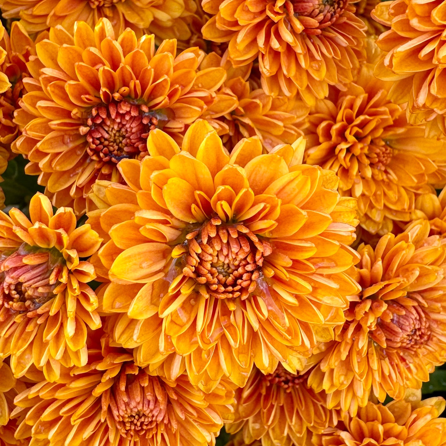 Chrysanthemum: Hopscotch