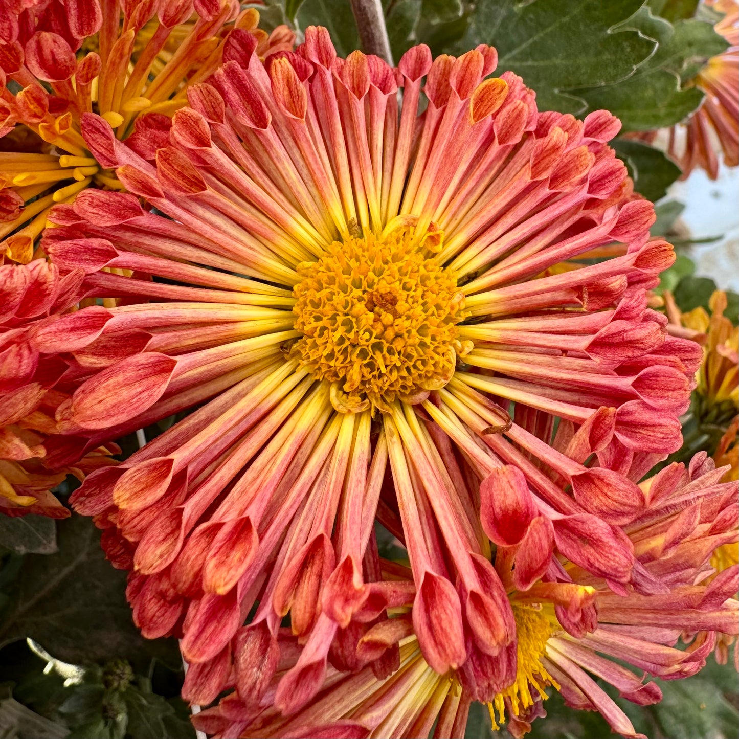 Chrysanthemum: Doliette