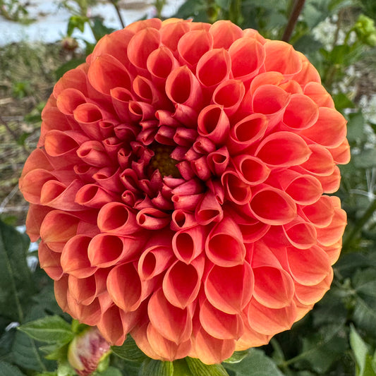 Dahlia Tuber: Babylon Bronze