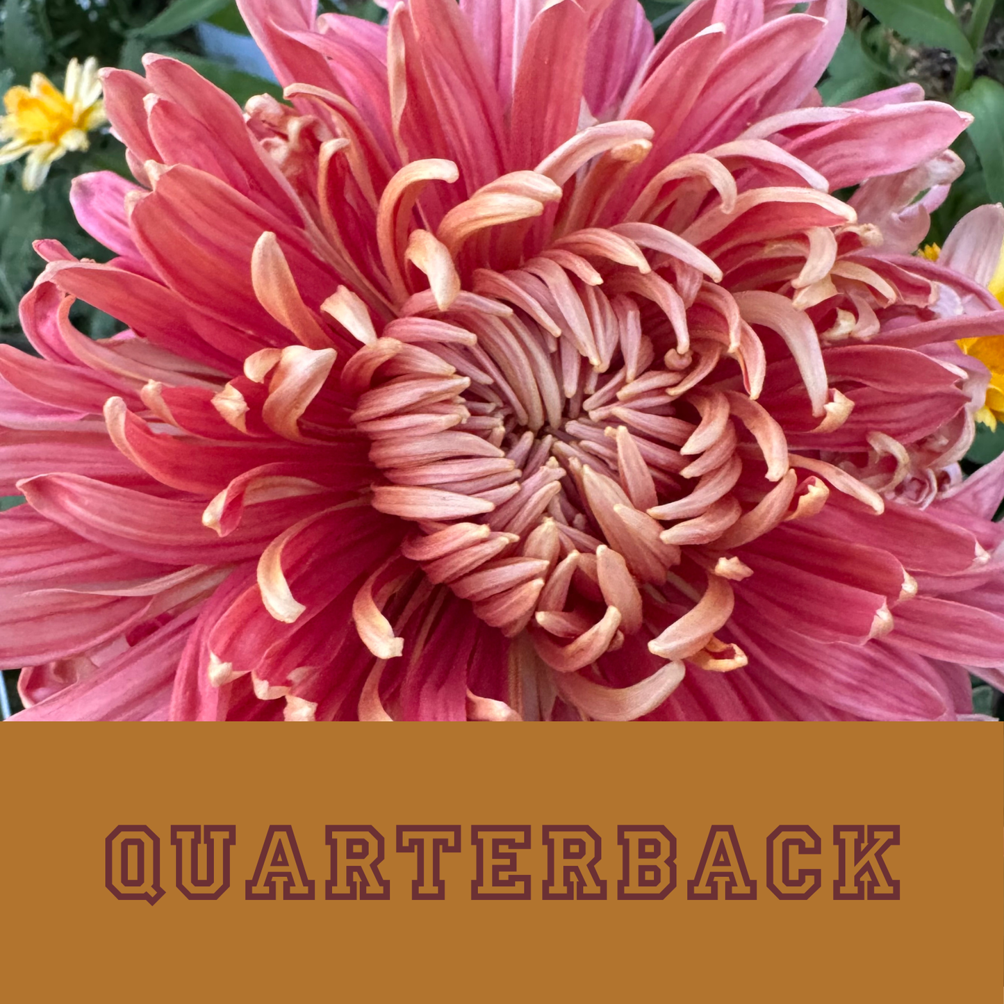 Chrysanthemum Collection: Friday Night Lights