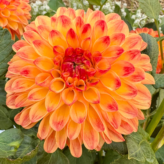 Dahlia Tuber: Jowey Chantel