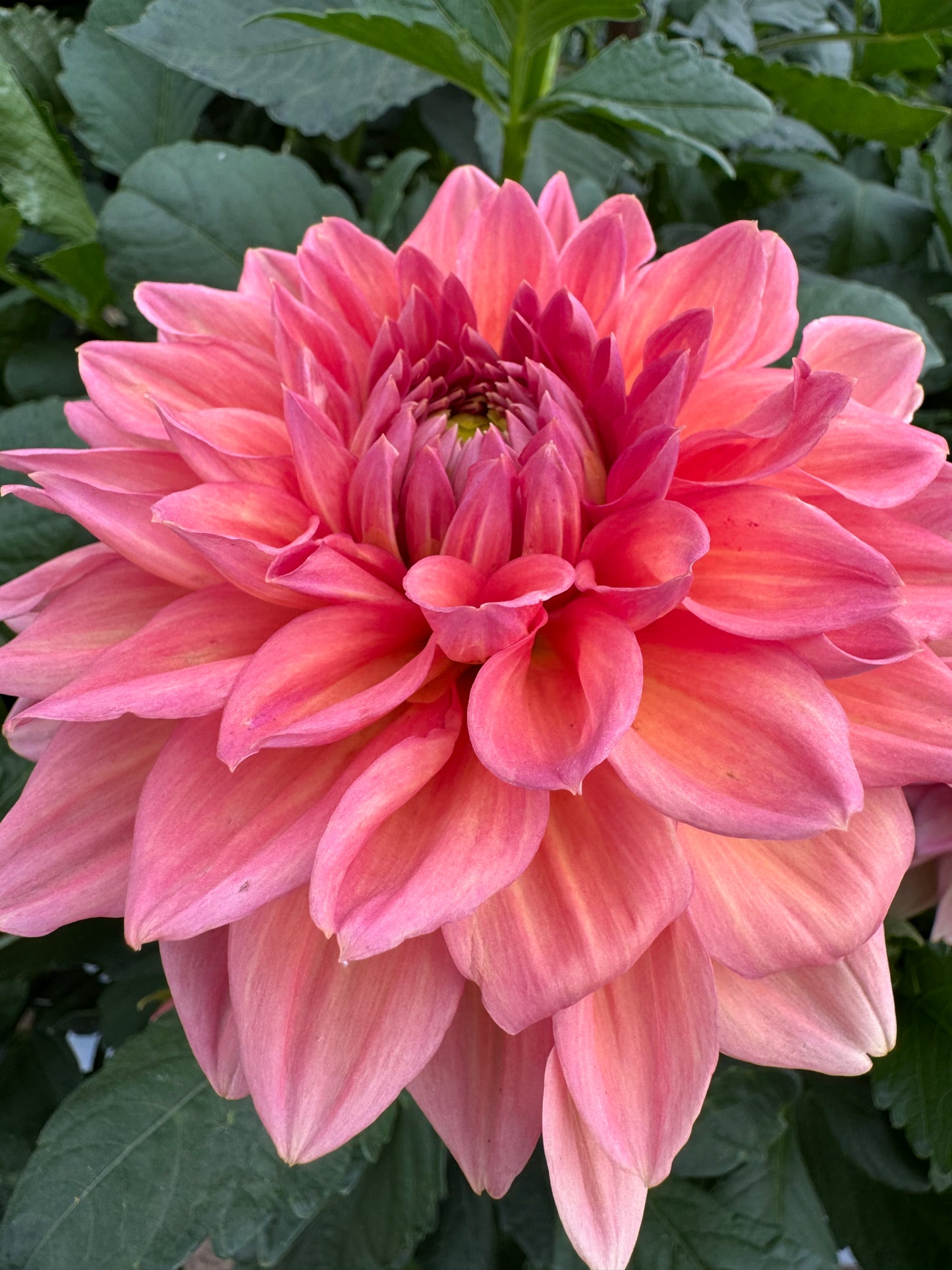 Dahlia Tuber: KA’s™ Sunny Cove