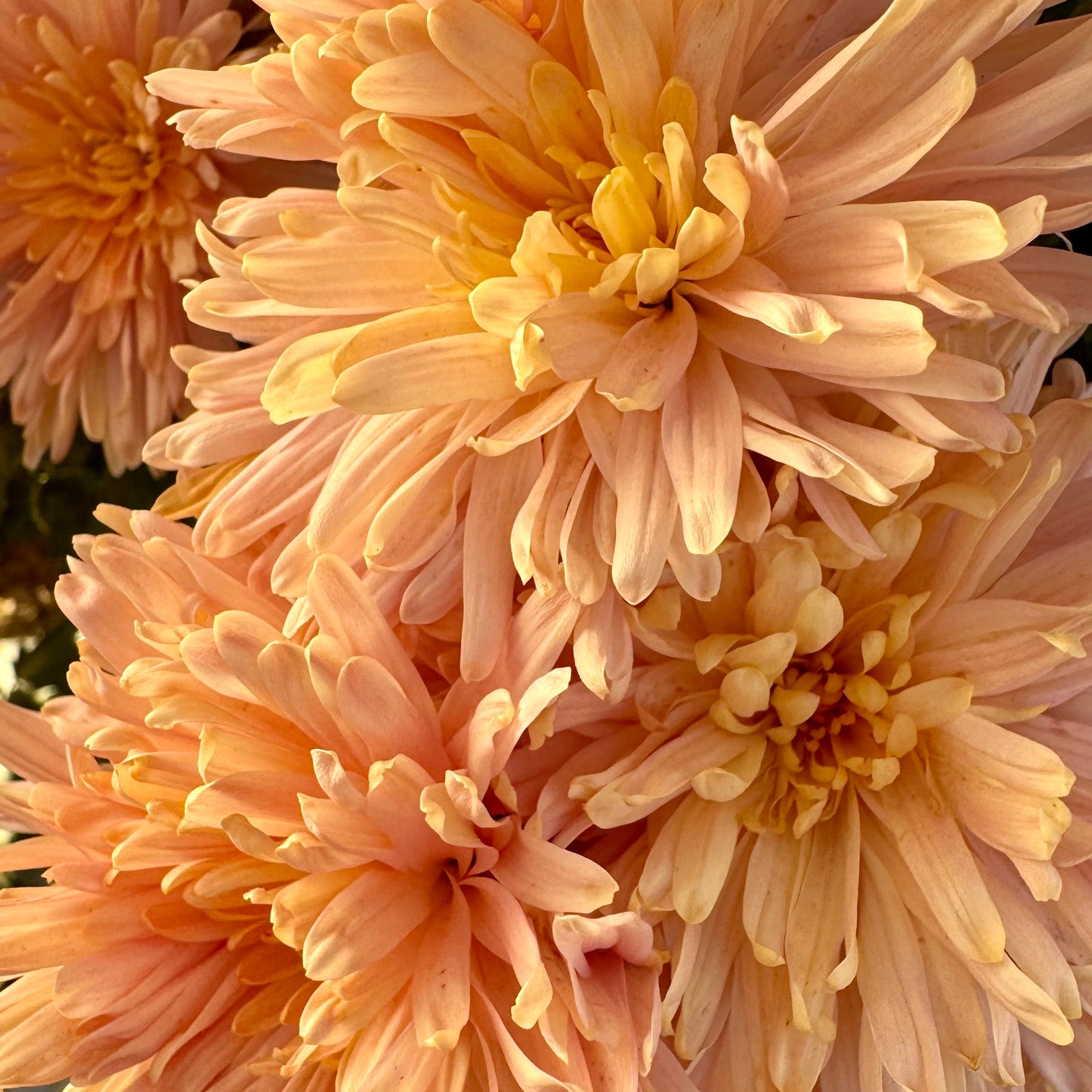 Chrysanthemum: Pat Lehman