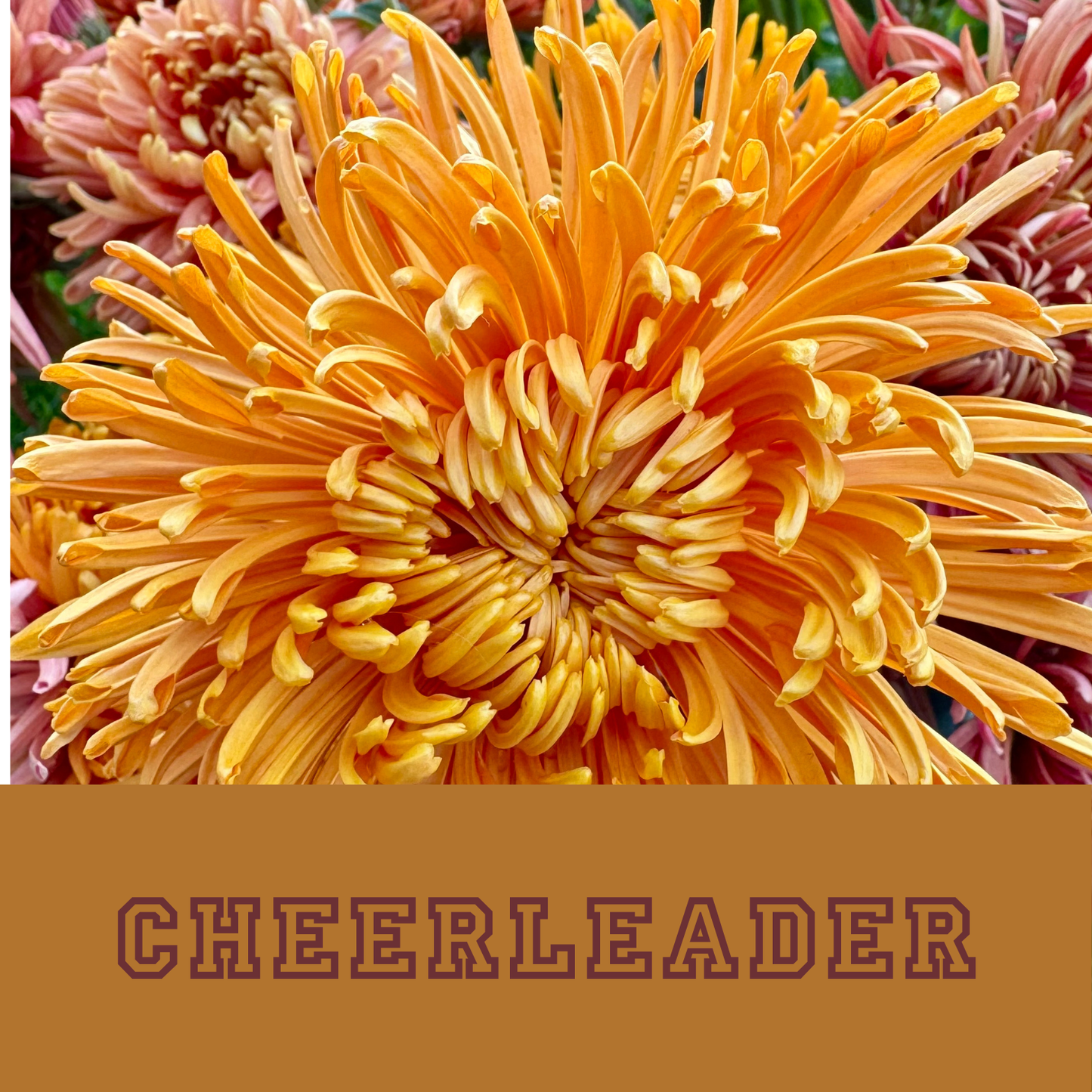 Chrysanthemum Collection: Friday Night Lights