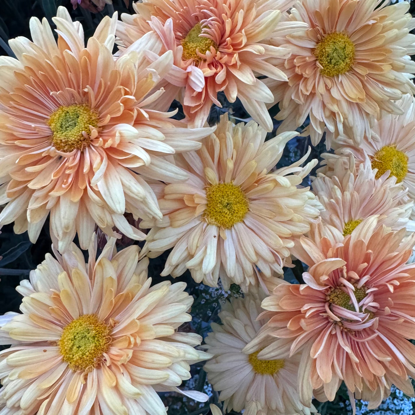 Chrysanthemum: Prom King