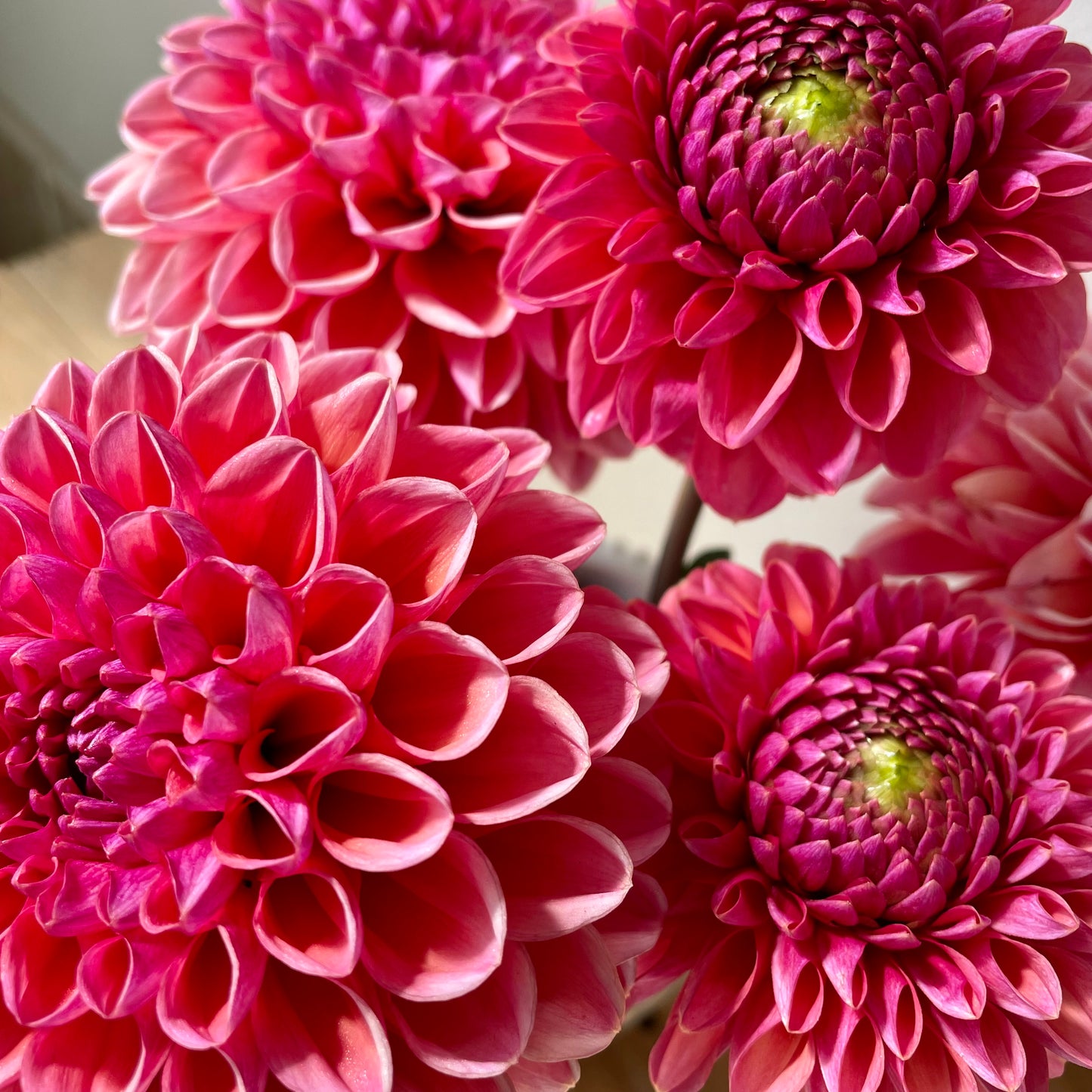 Dahlia Tuber: Daisy Duke