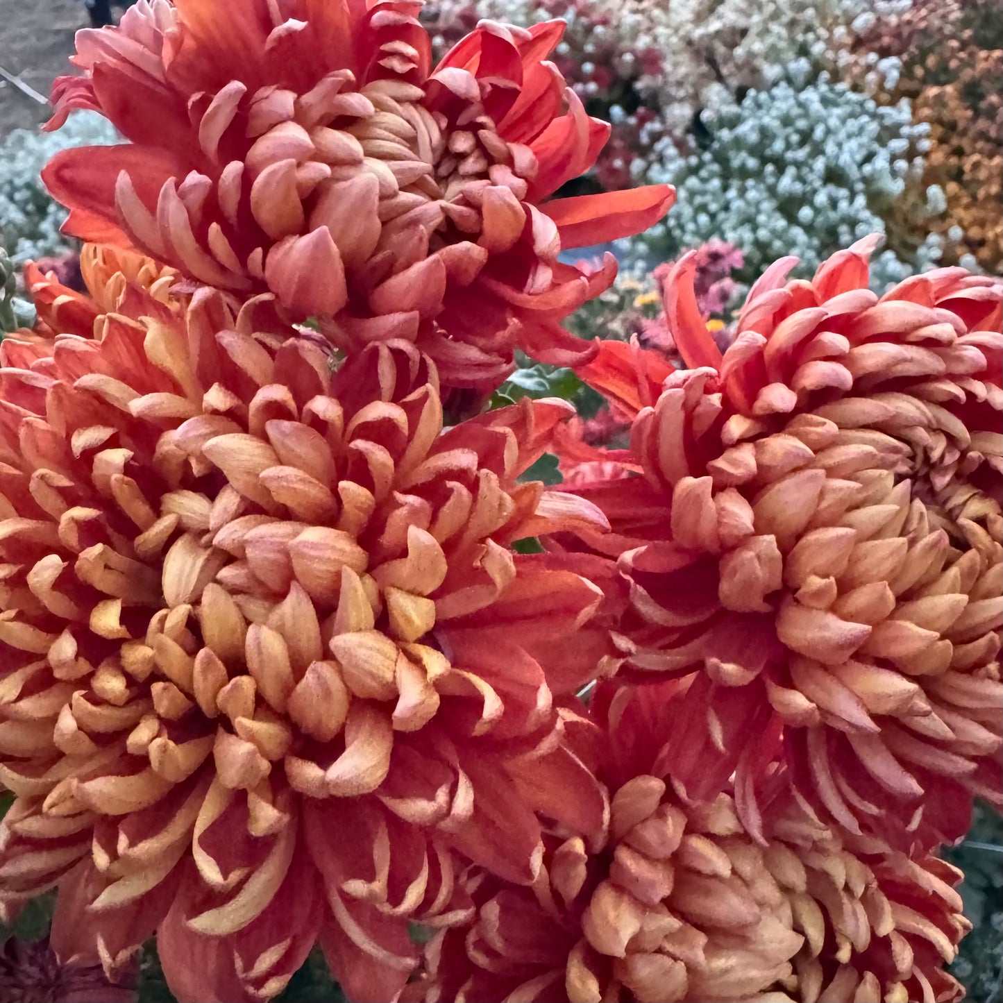 Chrysanthemum: Gingernut