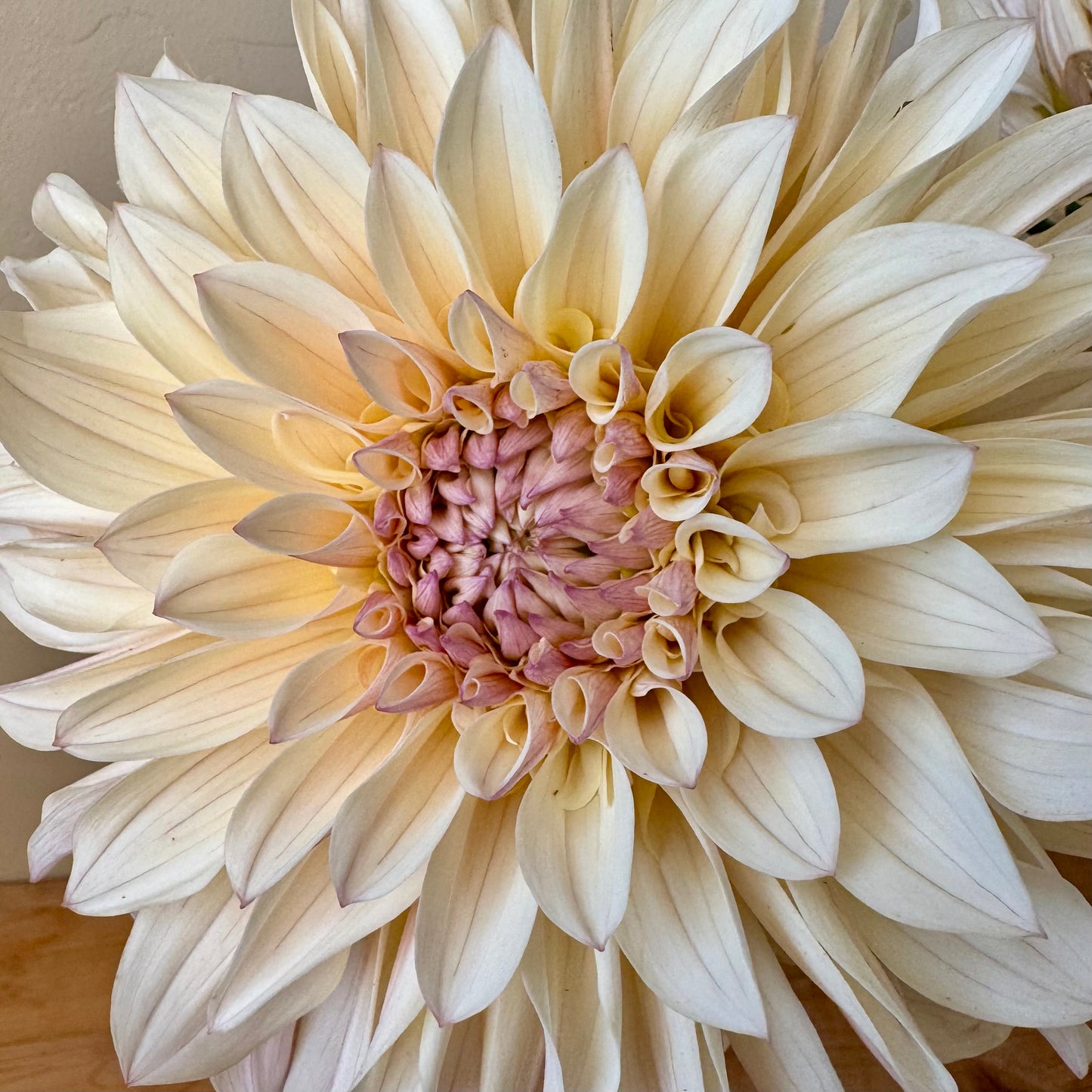 Dahlia Tuber: KA’s™ Penny Lane (Limit 1 per customer)