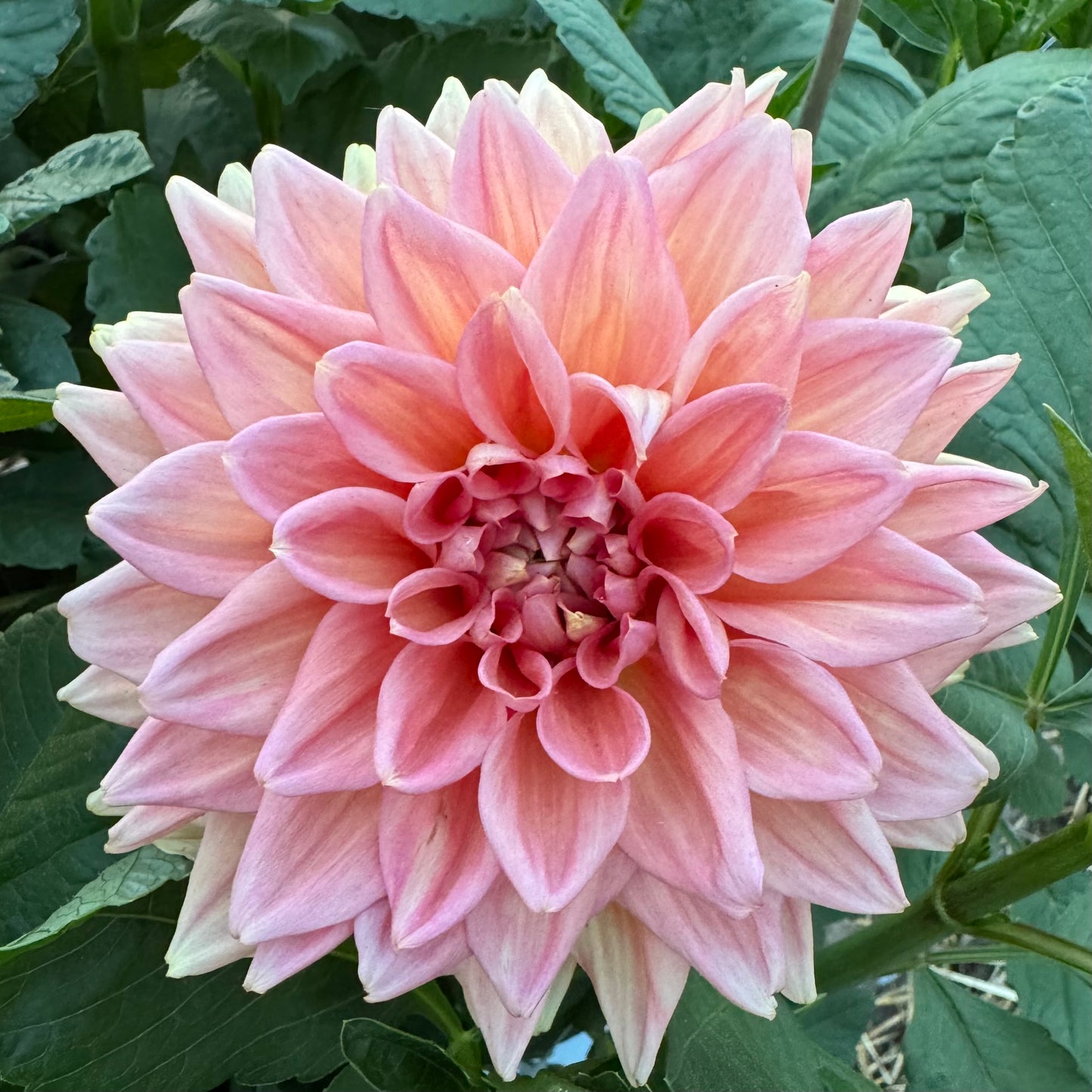 Dahlia Tuber: KA’s™ Sunny Cove