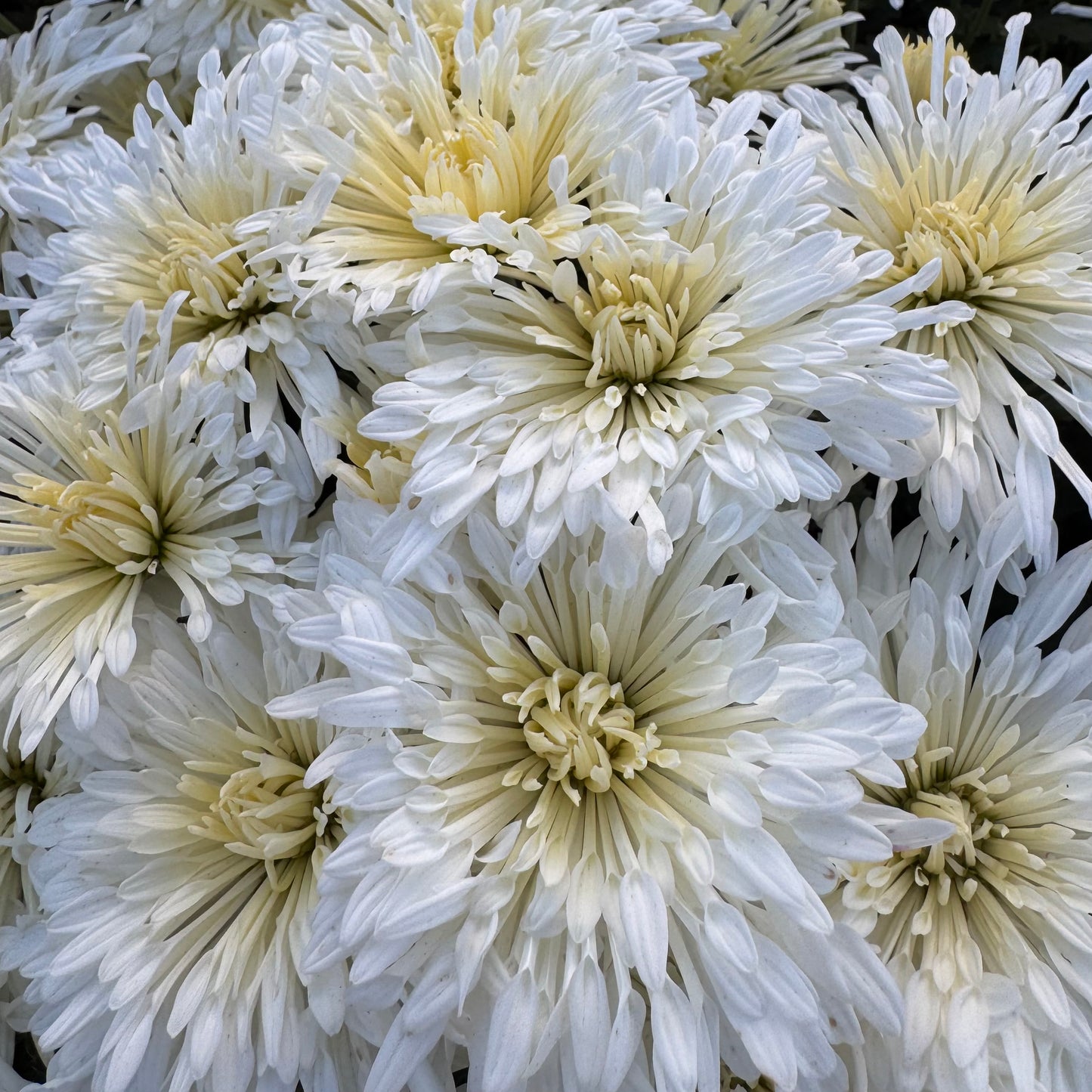 Chrysanthemum: Shaman’s Vision