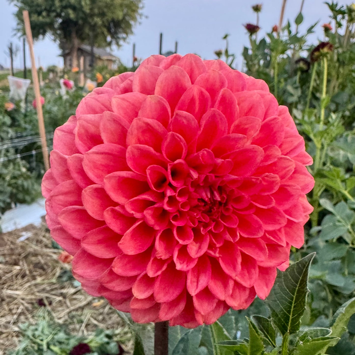 Dahlia Tuber: Parkland Tribute
