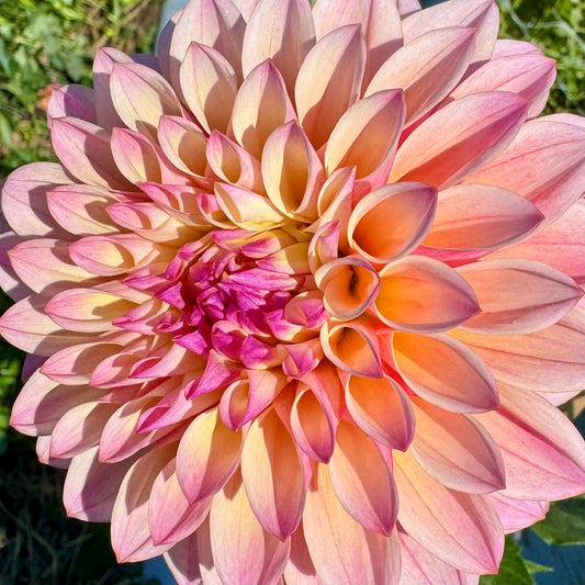 Dahlia Tuber: Coralie